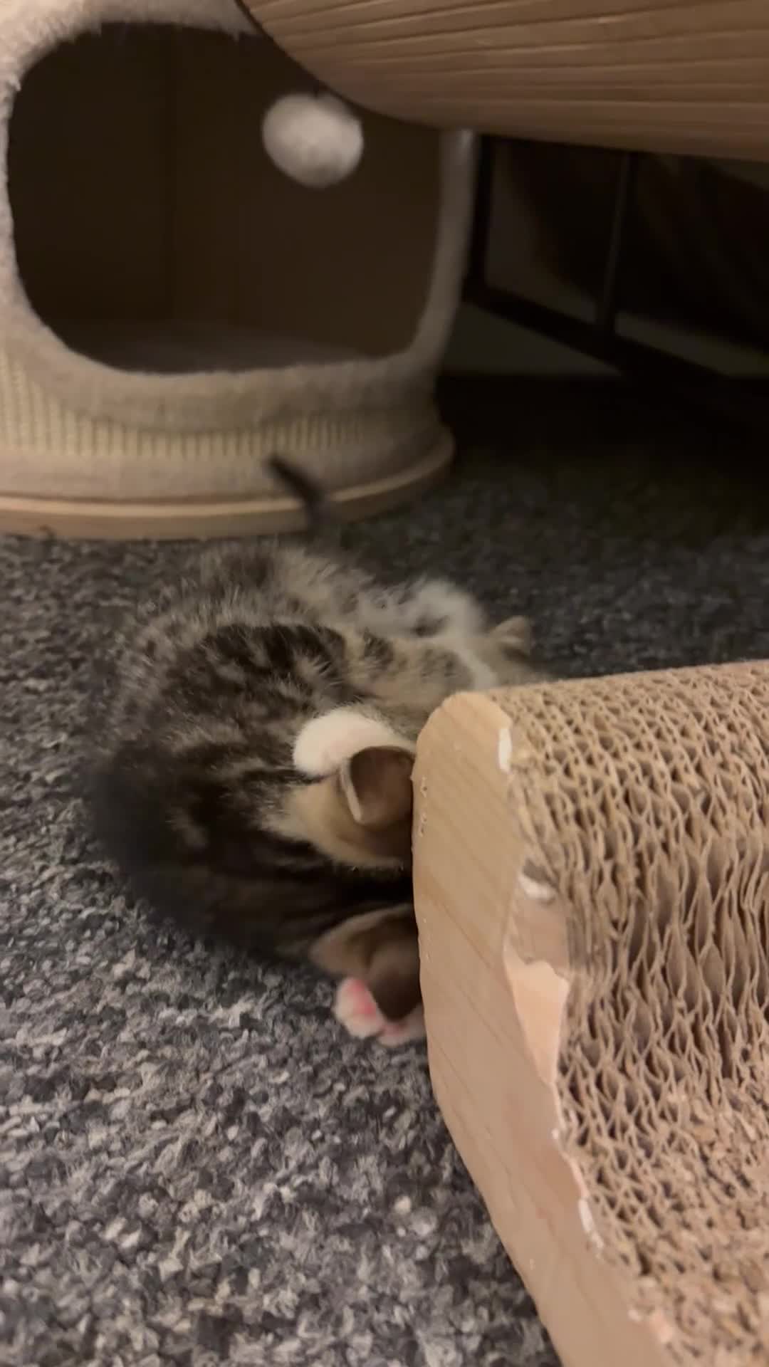 Mixed Breed cats for sale: Bonded Rescue Kittens - Must Stay Together - Video 1