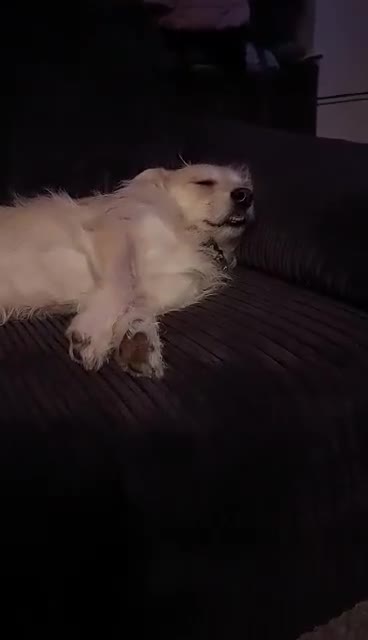 Mixed Breed dogs for adoption: Miss Luna - Video 2