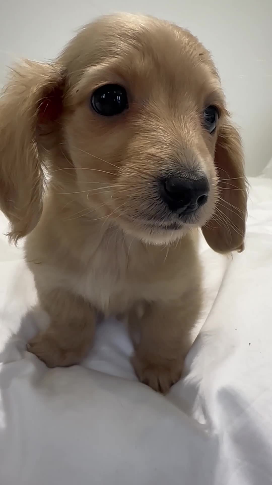 Miniature Dachshund dogs for sale: 👑 ✨MINI CREAM DACHSHUNDS✨👑 - Video 1