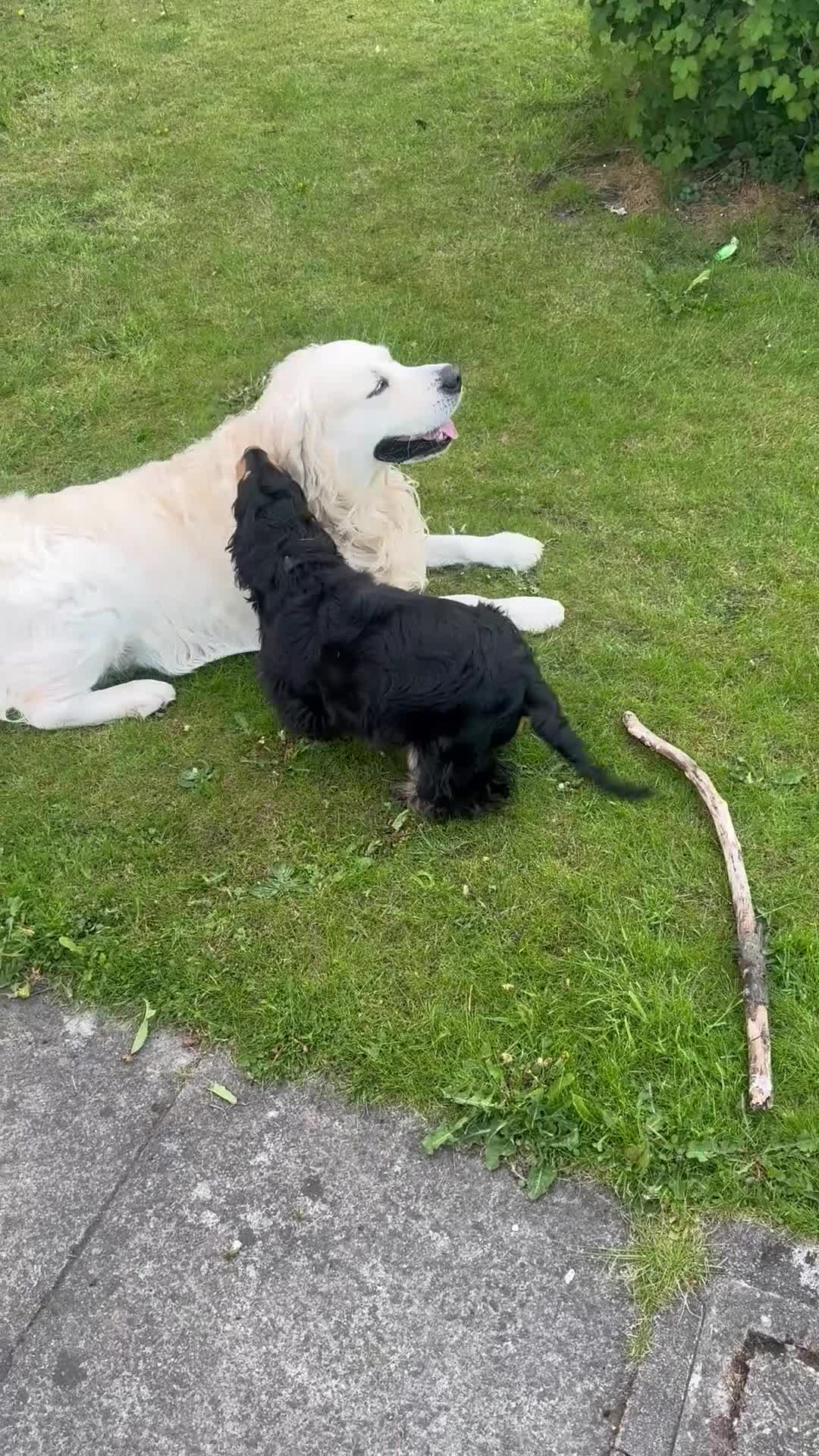 Golden Retriever dogs for stud: Zeus  - Video 1