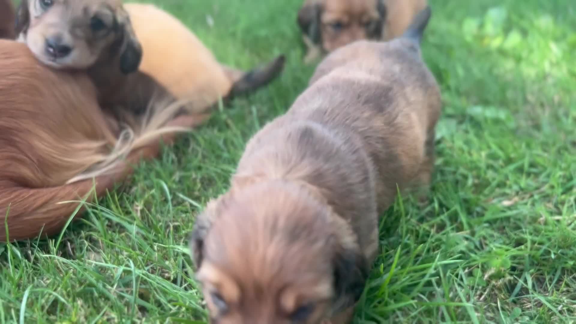 Dachshund dogs for sale: 2 American Red Long Haired Dachshund Puppies - Video 1
