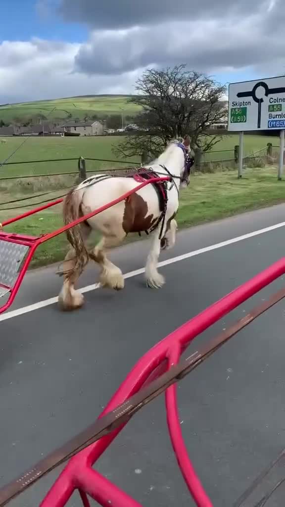 Irish Cob horses for sale: 6 year old Mini Cob – 12.3/13hh in Manchester - Video 1