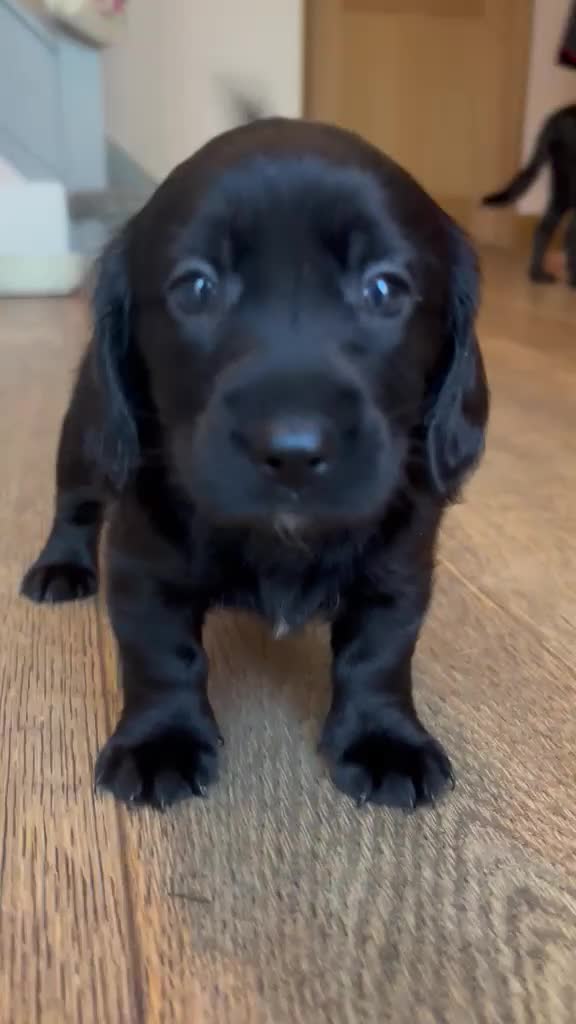 Mixed Breed dogs for sale: Cockadors for sale - Video 1