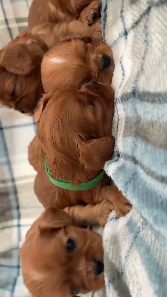 Cavalier King Charles Spaniel dogs for sale: KC registered Cavalier King Charles Spaniels  in Banbury - Video 1