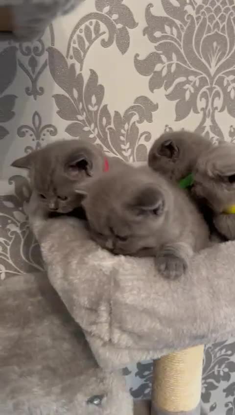British Shorthair cats for sale: Stunning British shorthair kittens - Video 2