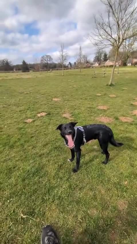 German Shepherd dogs for adoption: 🚨‼️URGENT‼️🚨 Bandit 💙🐾 - Video 1