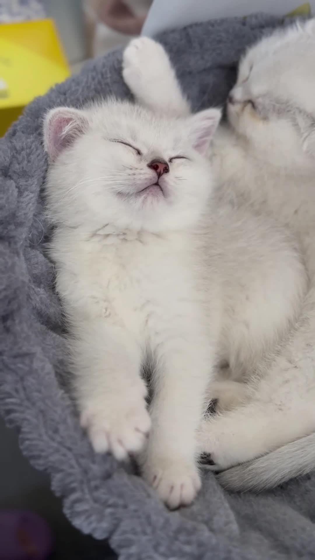 Scottish Fold cats for sale: Instagrammable Scottish Folds – Boy and Girl in London - Video 2