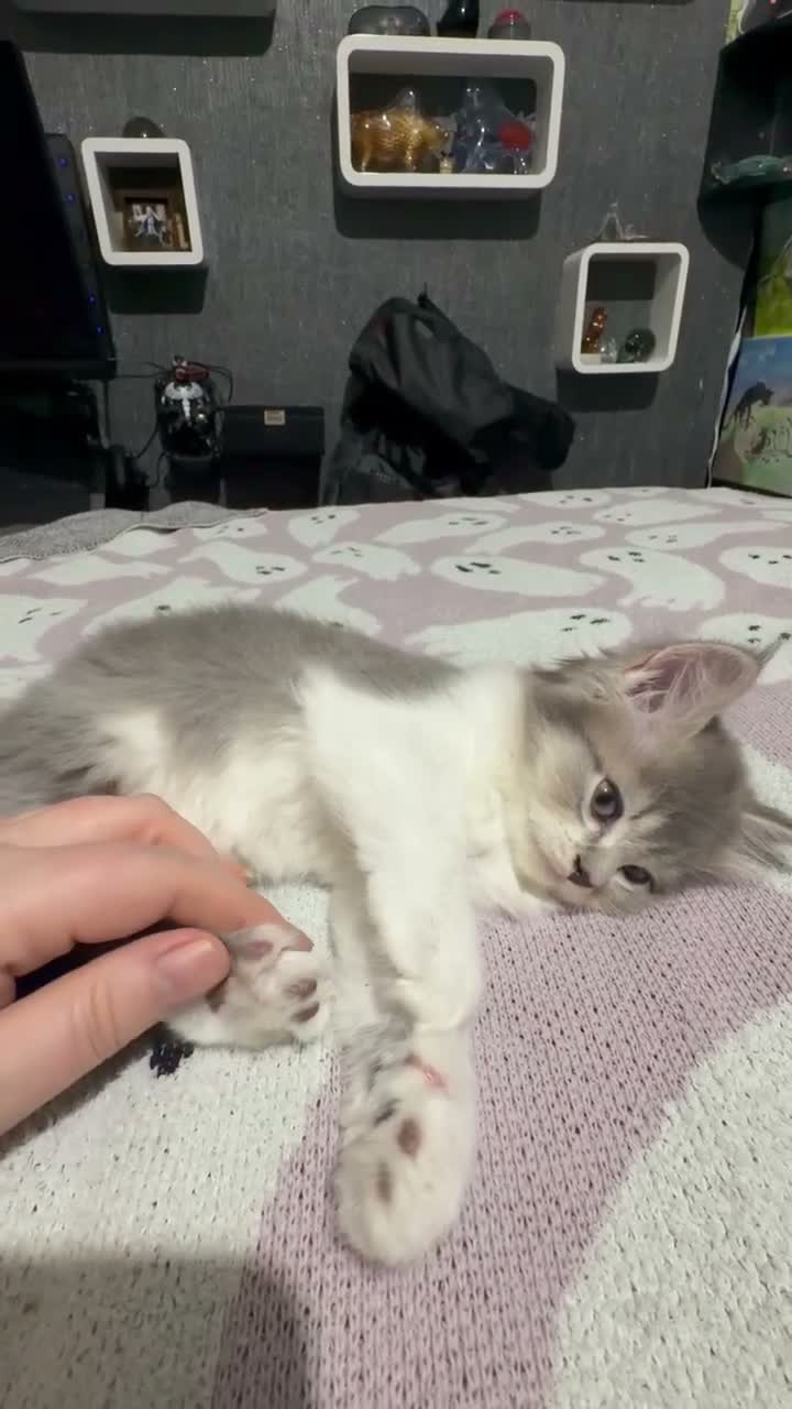 Mixed Breed cats for sale: Beautiful litter of long hair fluffy kitten  - Video 2