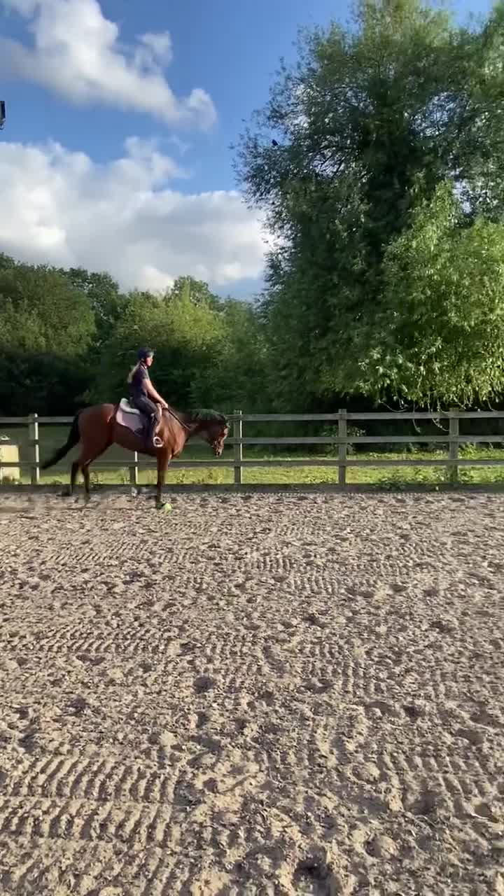 Irish Thoroughbred horses for sale: Freddy measuring between 15.2 and 15.3 - Video 3