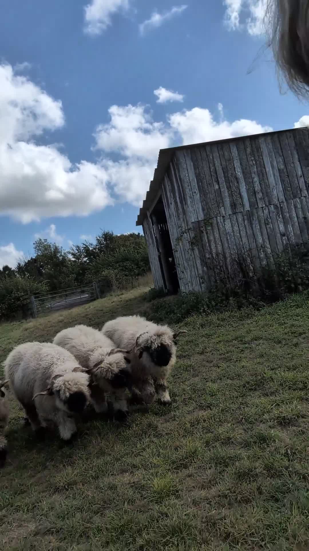 Sheep livestock for sale: 5 x Valais blacknose whethers  - Video 1