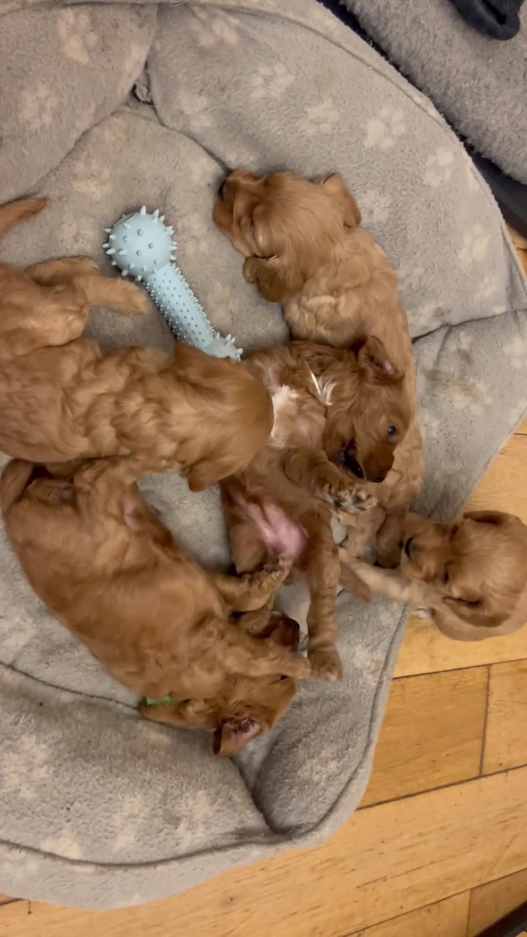 Cockapoo dogs for sale: 7 Gorgeous Cockapoo Puppies Left - Video 1
