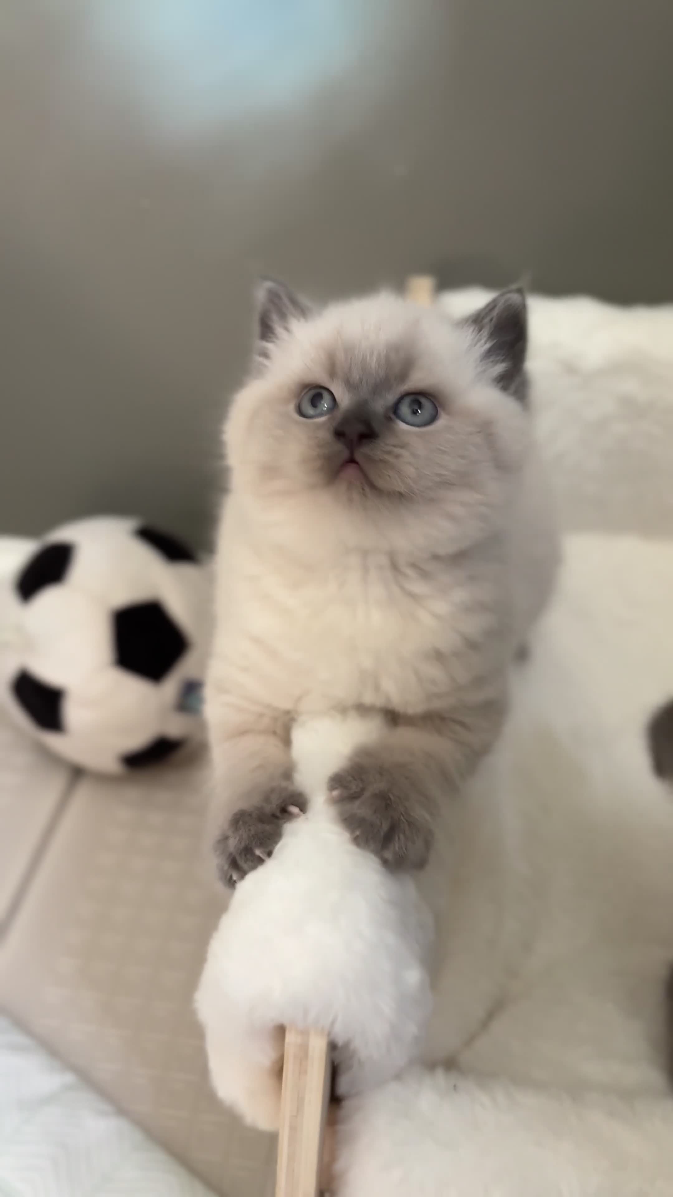 Scottish Fold cats for sale: Scottish fold British shorthair kittens  - Video 1