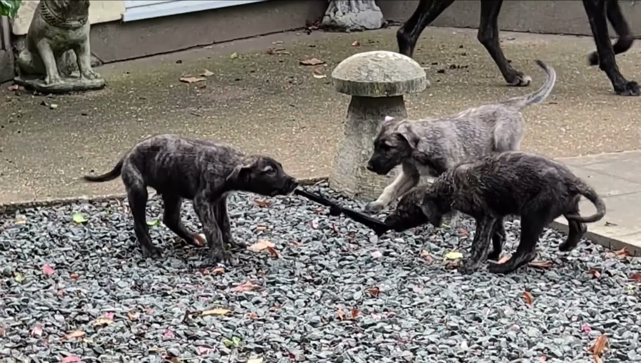 Irish Wolfhound dogs for sale: Wolfhound/Caucasian  - Video 3