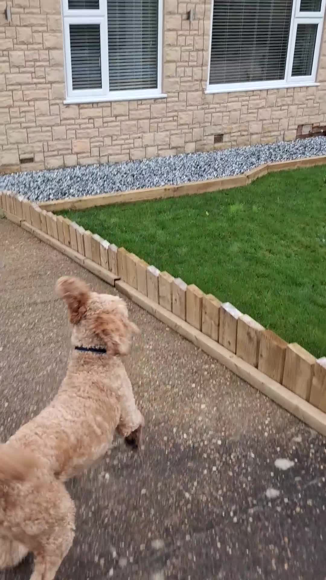 Goldendoodle dogs for sale: Eric the Goldendoodle 2½ years old  - Video 2