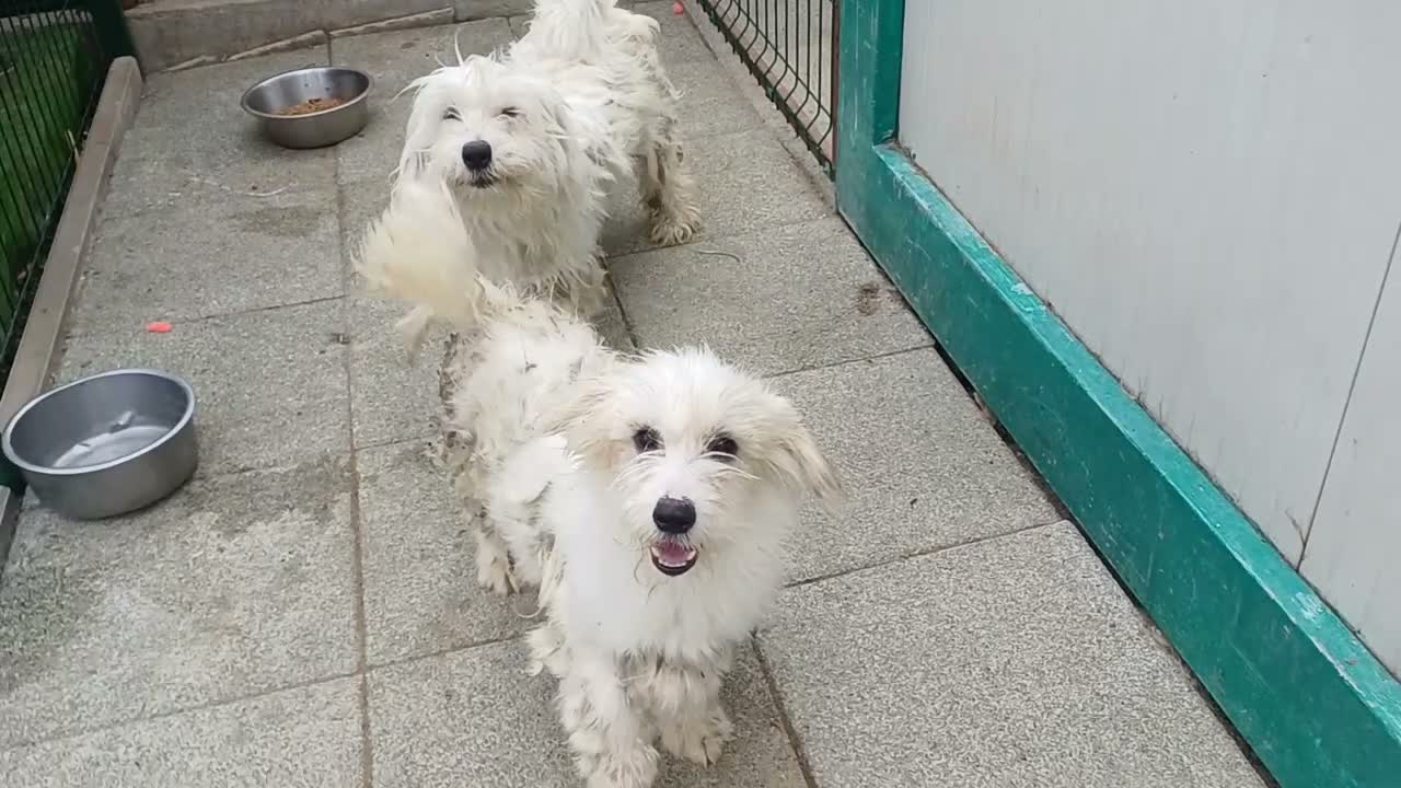 Mixed Breed dogs for adoption: 🐾❤️MAVERICK - A little boy for a Loving Home ❤️🏡 - Video 2