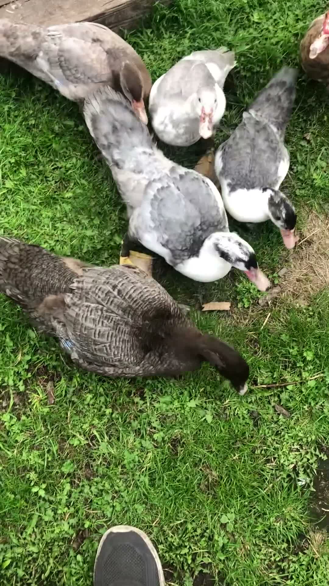 Ducks poultry for sale: Muscovy ducklings  - Video 2