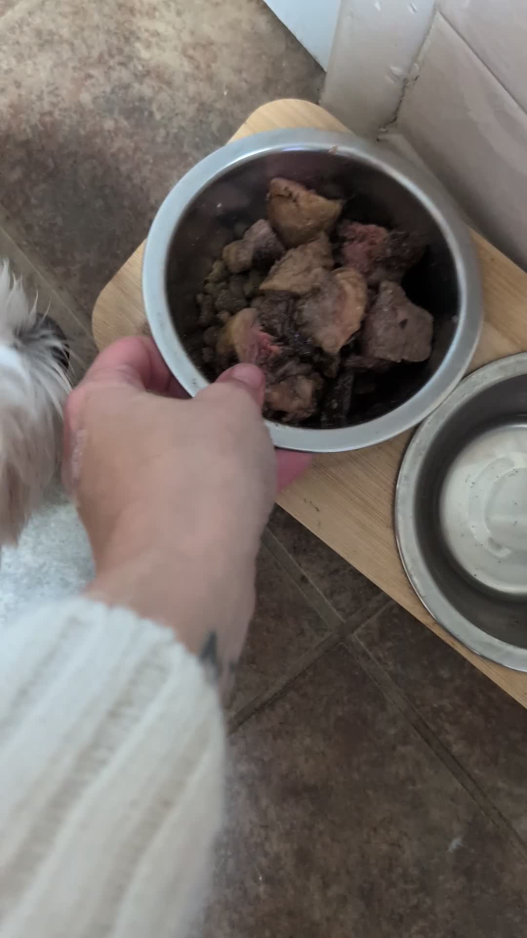 Mixed Breed dogs for sale: Flora  - Video 1