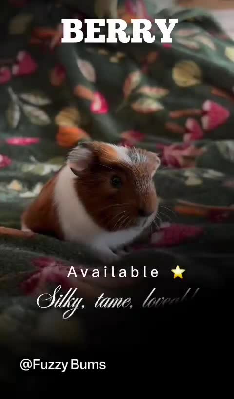 Guinea Pig rodents for sale: Adorable guineas ready 3rd July - sows&boars - Video 4