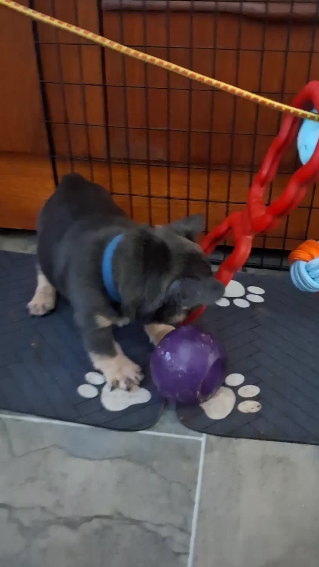 French Bulldog dogs for sale: KC beautiful  frenchies  - Video 2