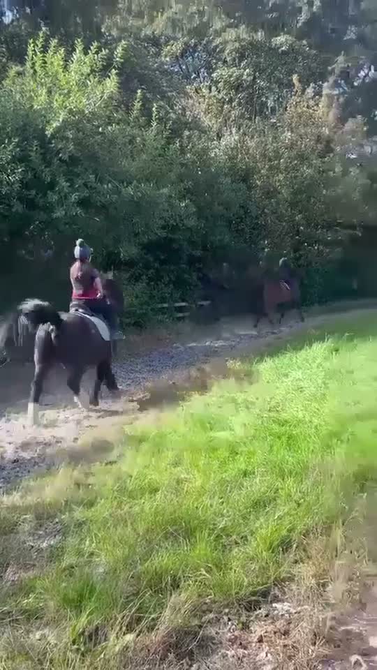 Fell horses for sale: FellxWelsh 14.1hh Gelding in Middlesbrough - Video 5