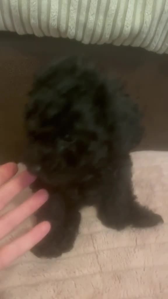 Toy Poodle dogs for sale: 🩷1 left🩷 - Video 1
