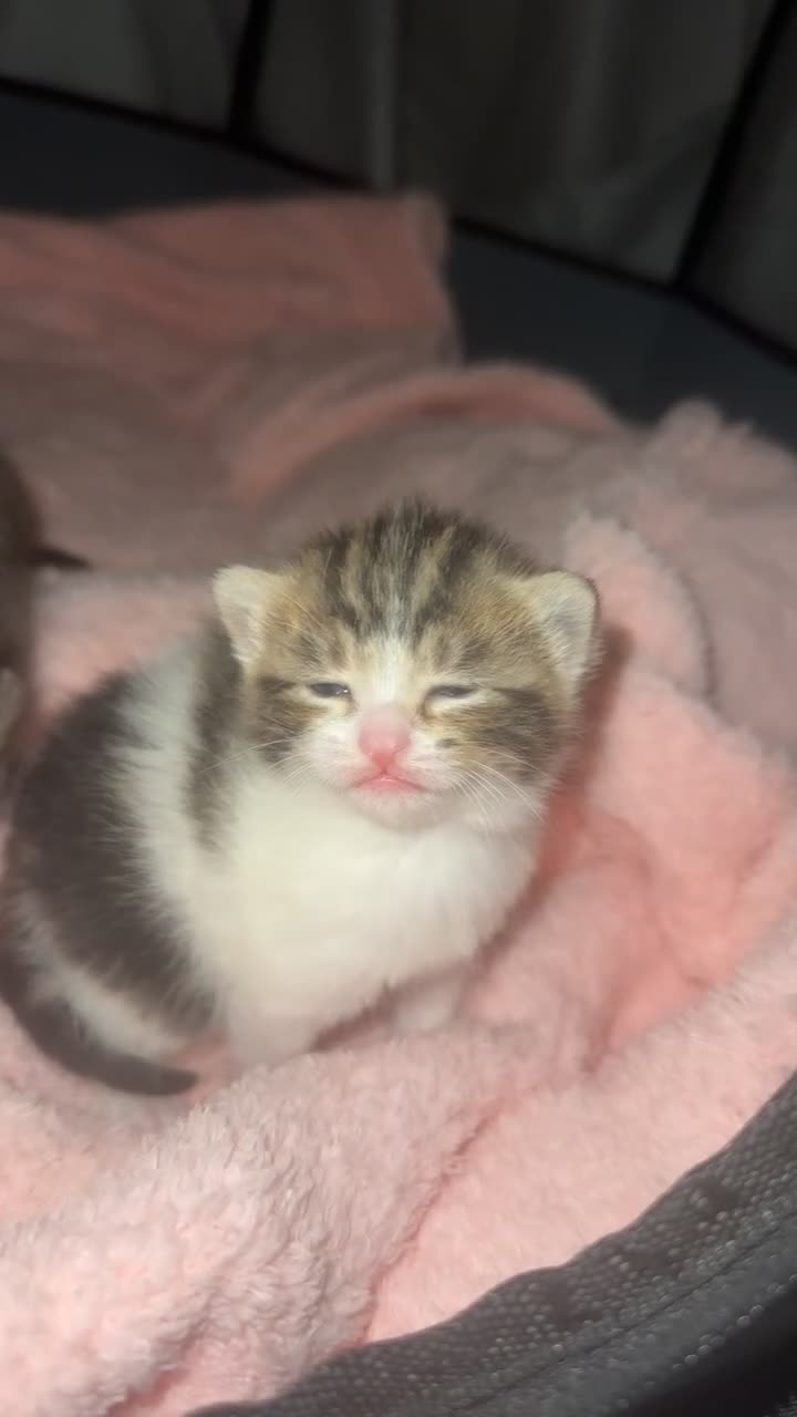 Mixed Breed cats for sale: 2 little girl kittens🩷 - Video 3