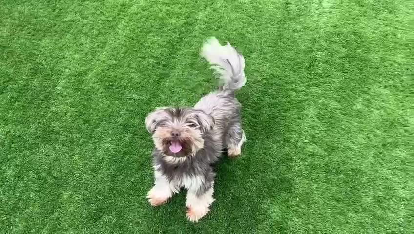 Yorkshire Terrier dogs for sale: 5-year-old chocolate girl - Video 1