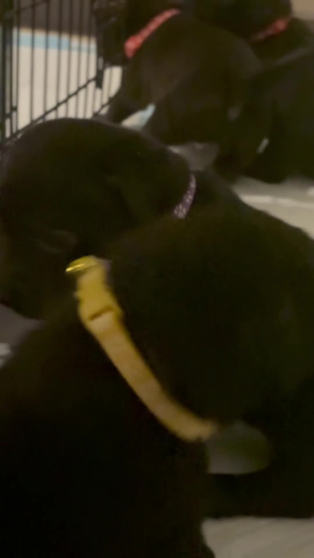 Mixed Breed dogs for sale: Labrastaff puppies for sale - Video 1