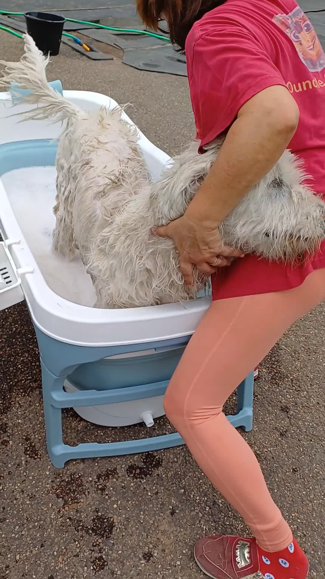 Mixed Breed dogs for adoption: 🖤MEET JOJO🖤 a Superb big Girl for a Loving Home - Video 1