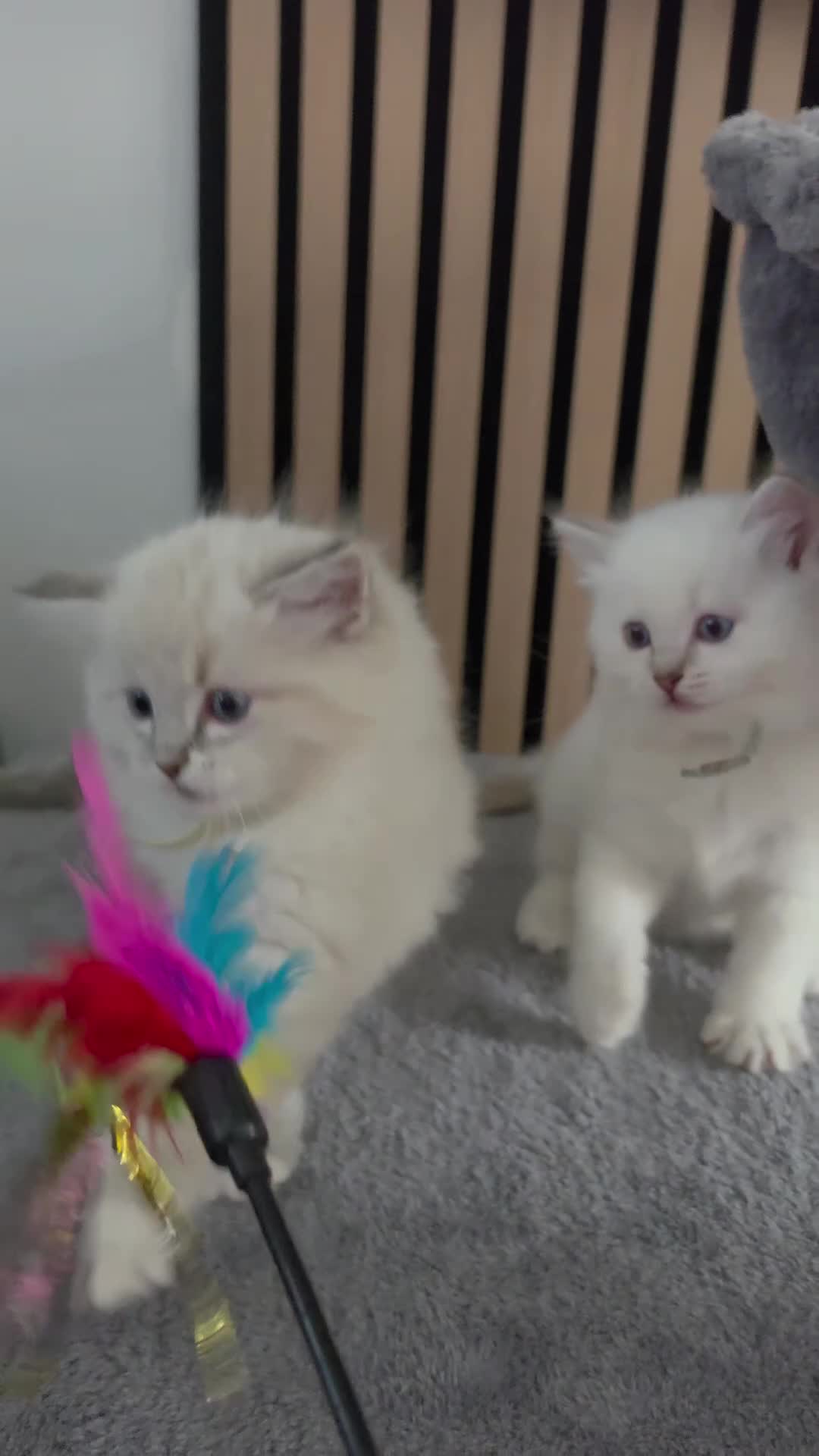 Ragdoll cats for sale: 🩷TICA registered Ragdolls🩷 - Video 1