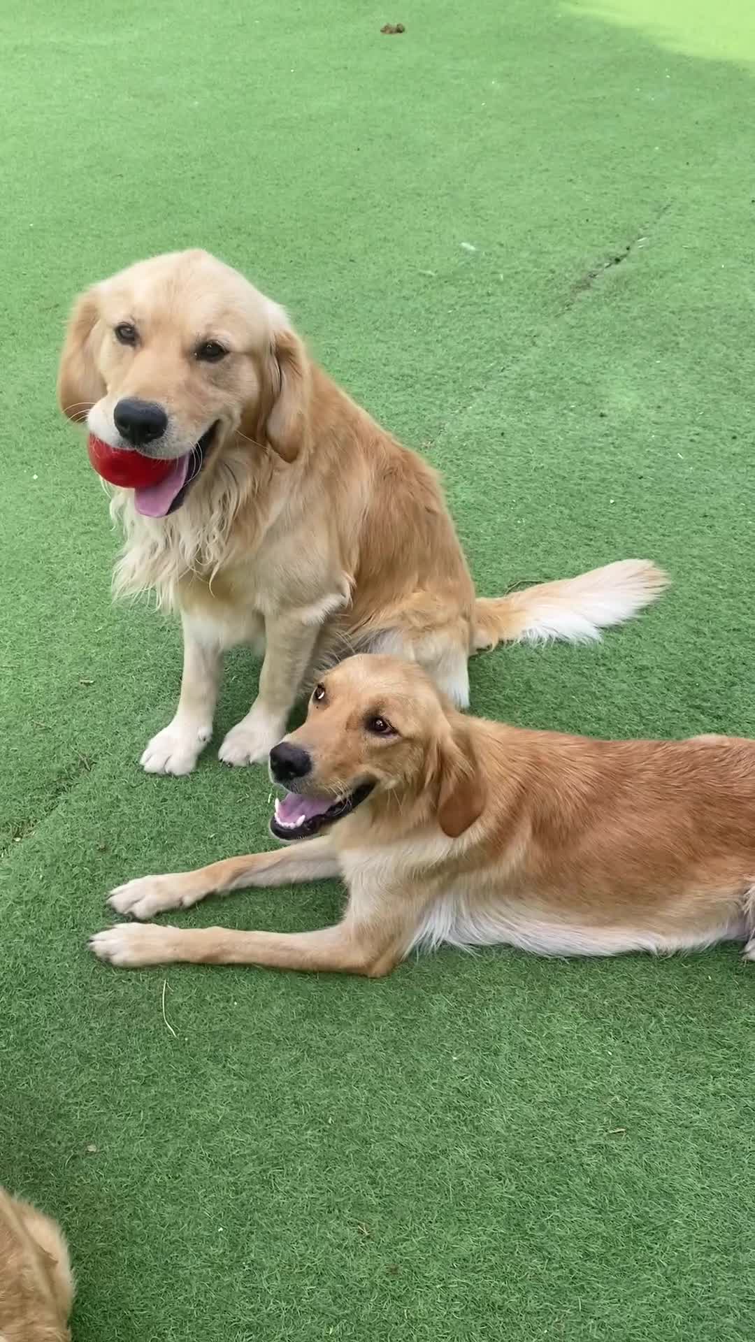 Golden Retriever dogs for sale: KC REGISTERED ®️ 5 STAR ⭐️ GOLDEN RETRIEVER 🐶  - Video 1