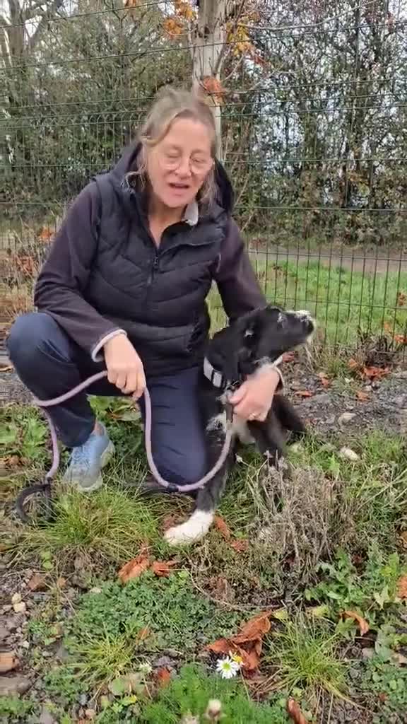 Mixed Breed dogs for adoption: DONNIE - Video 1