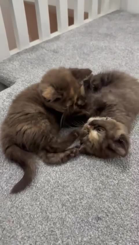 British Shorthair cats for sale: 😻LAST GORGEOUS TORTIE READY FOR NEW HOME😻🎀 - Video 1