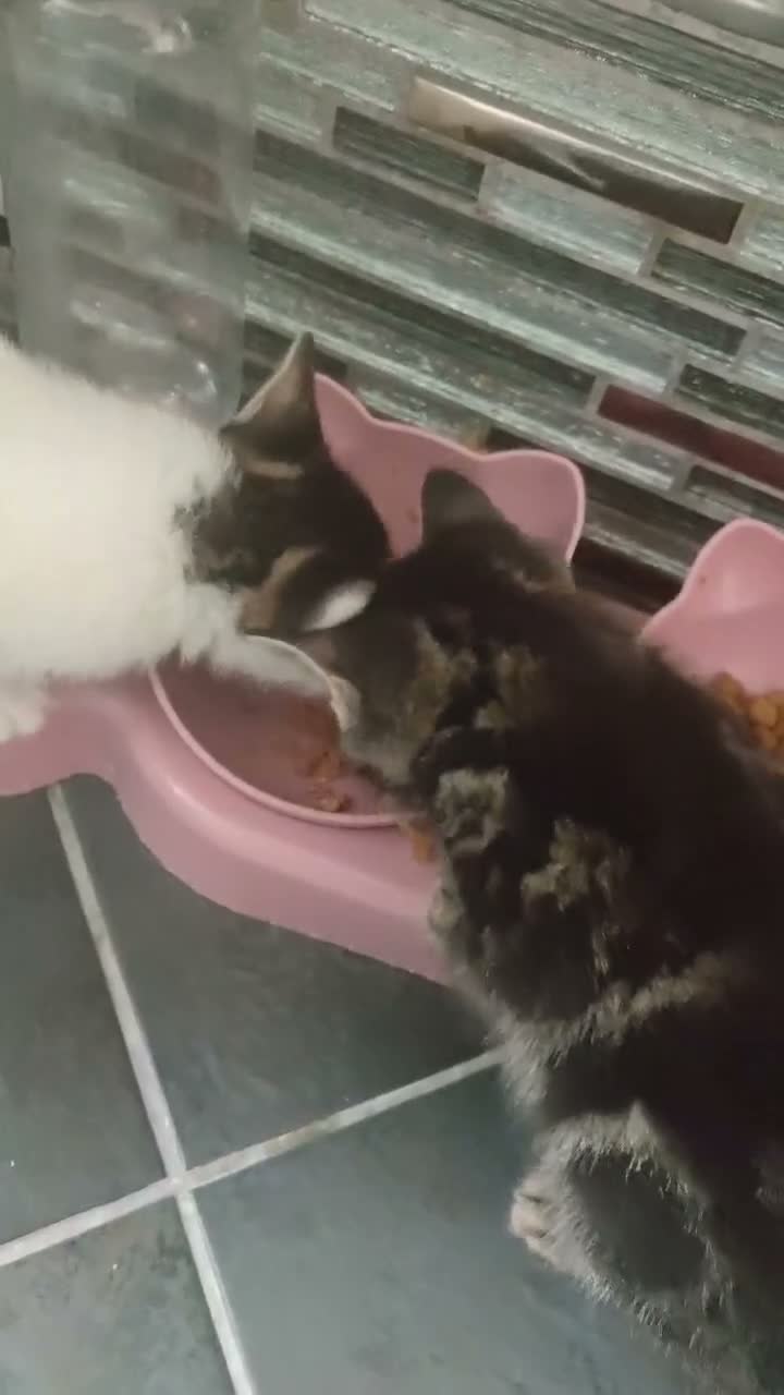 Mixed Breed cats for sale: Six beautiful kittens - Video 1