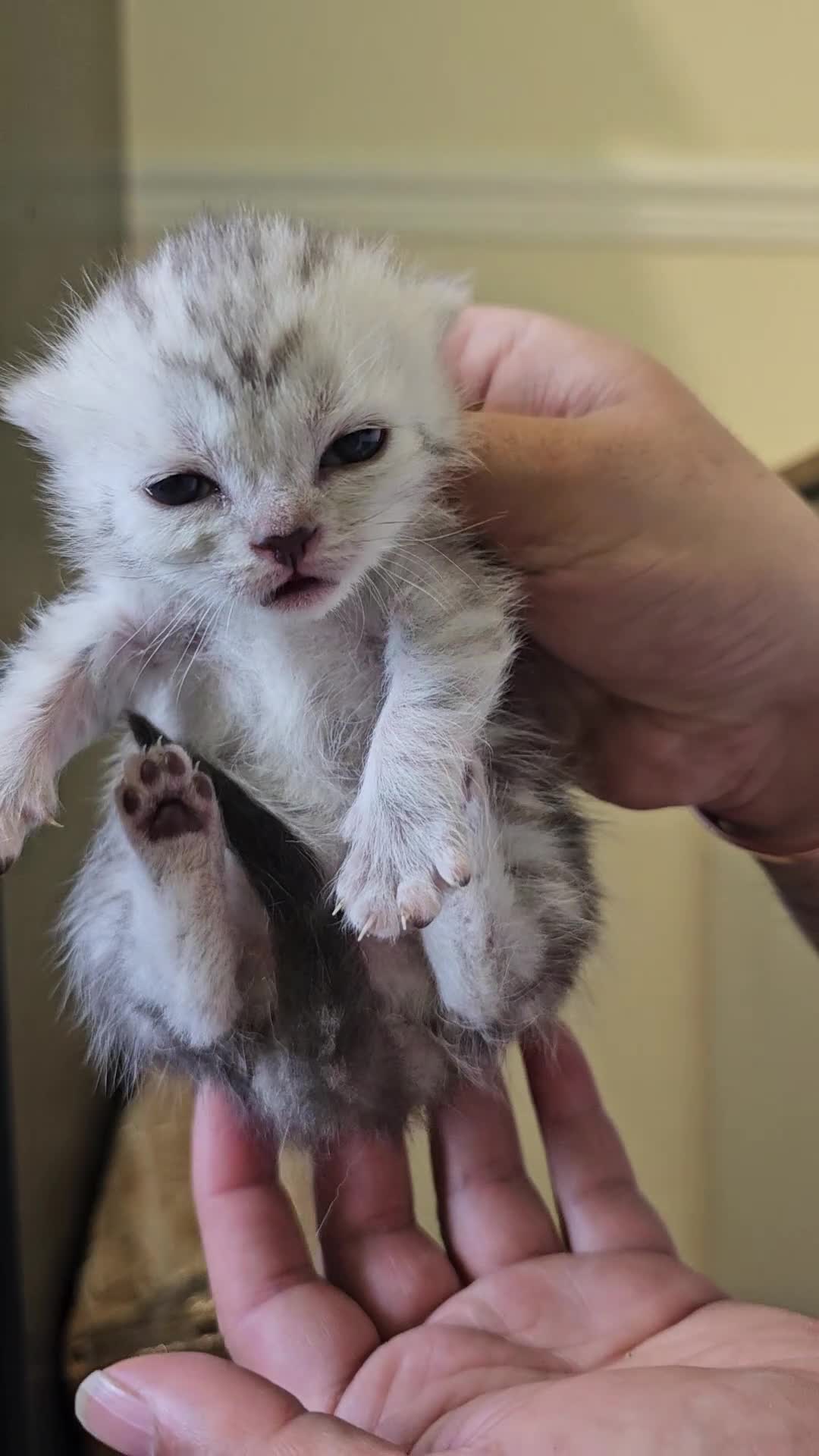 British Shorthair cats for sale: ✨️✨️Tabby British Shorthair kitten✨️✨️ - Video 4