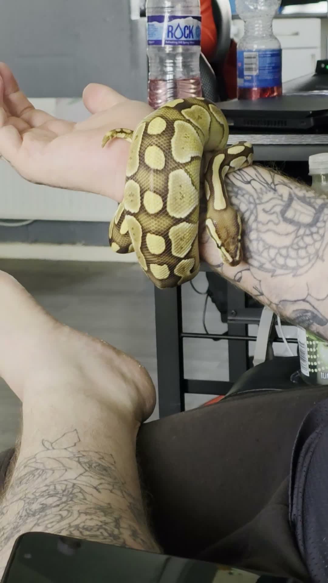 Snake reptiles for sale: 3 female 1 male  - Video 5
