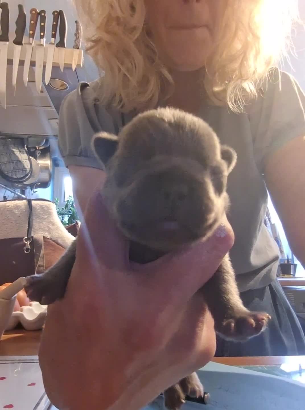 French Bulldog dogs for sale: Blue FrenchBulldog Puppies 3 Generations of Health - Video 1