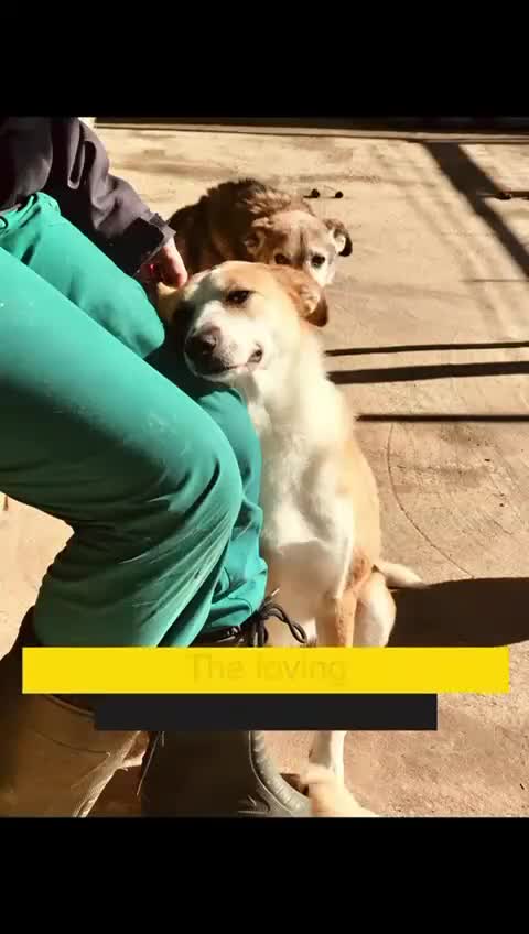 Mixed Breed dogs for adoption: Zelda, 3 yrs old approx. Available for adoption. in Brixham - Video 1