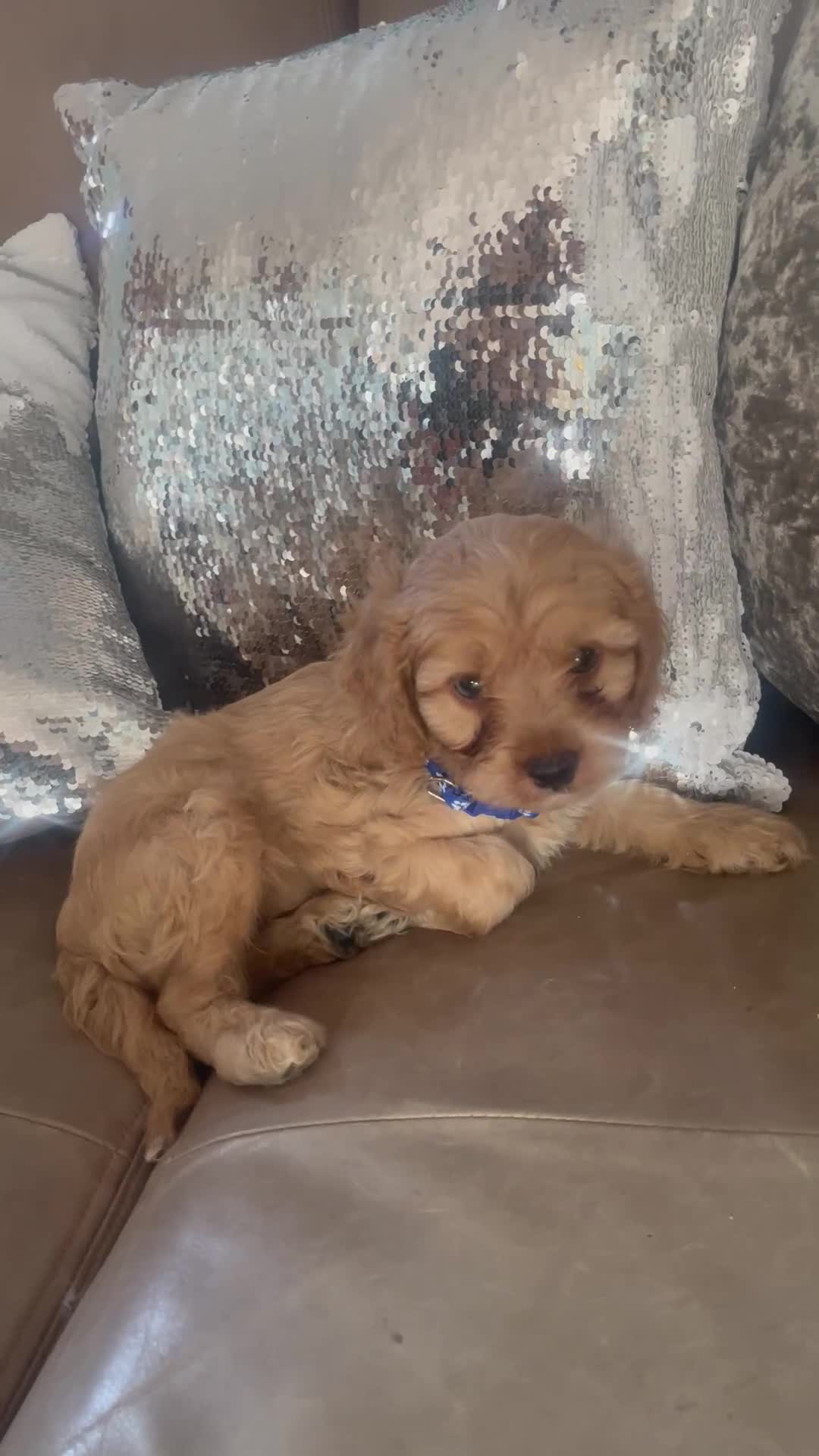 Cavapoo dogs for sale: Cavapoo puppies MALE stunning and cuddly  - Video 1