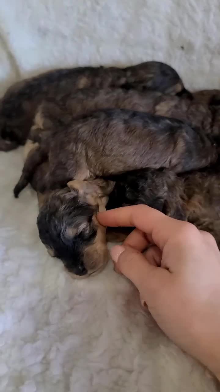 Cockapoo dogs for sale: Sable F1b Cockapoos DNA TESTED, VET HEALTH CHECKED - Video 1