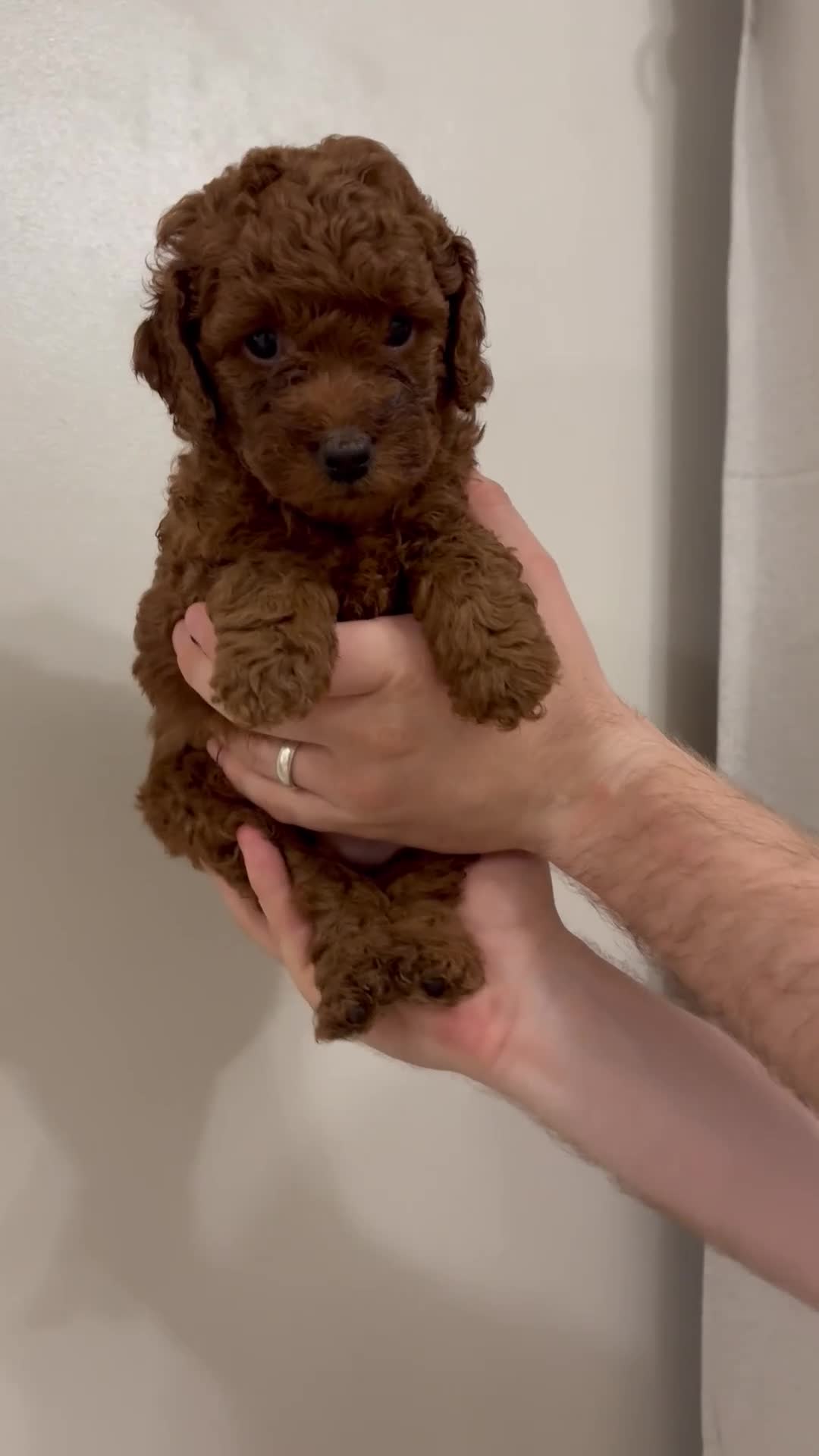 Cockapoo dogs for sale: Dark Fox Red F1B Toy Cockapoos in Cardiff - Video 2