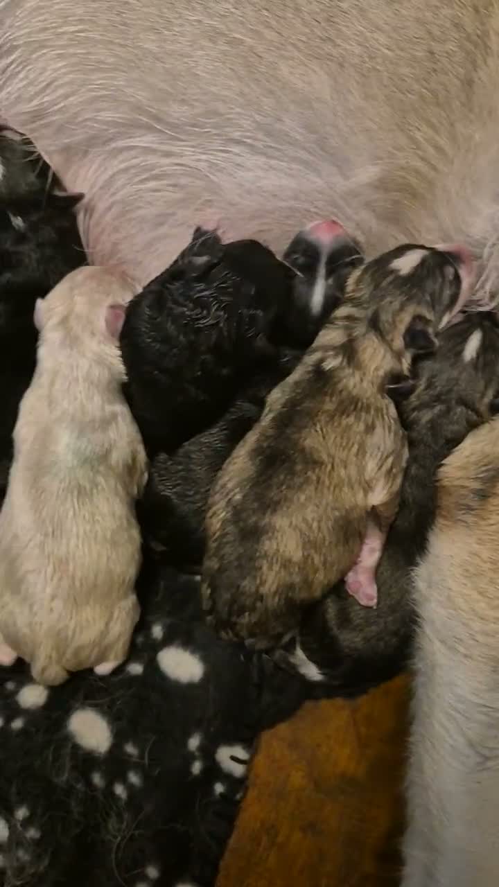 Mixed Breed dogs for sale: Golden Retriever x Husky Puppies Goberian in Northampton - Video 1