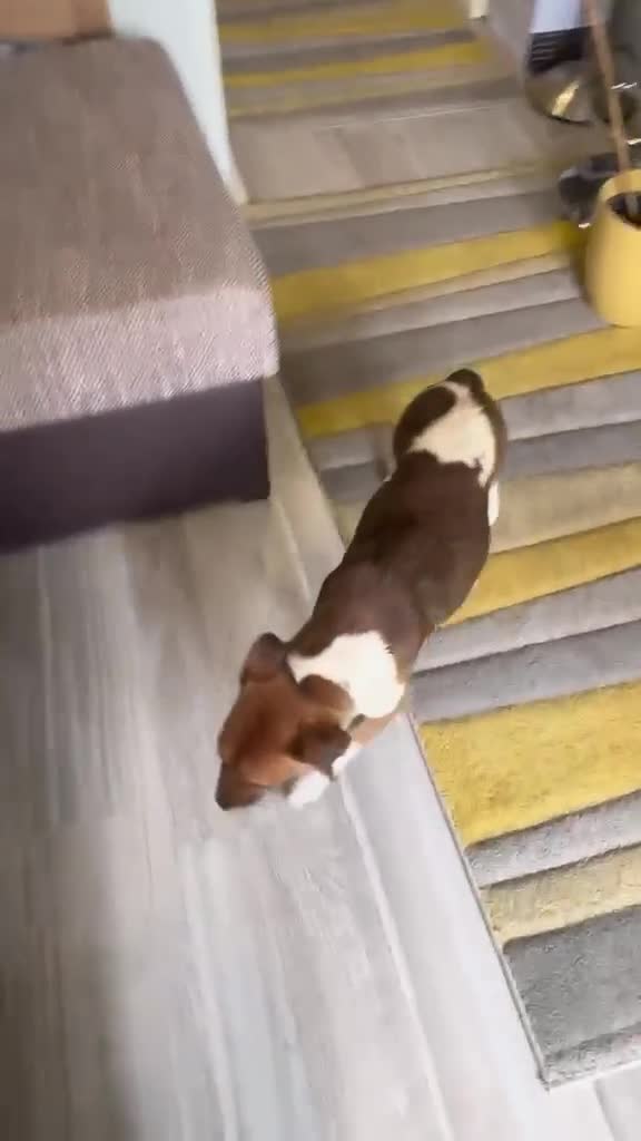Fox Terrier dogs for adoption: Sweet William needs LOVE - Video 1