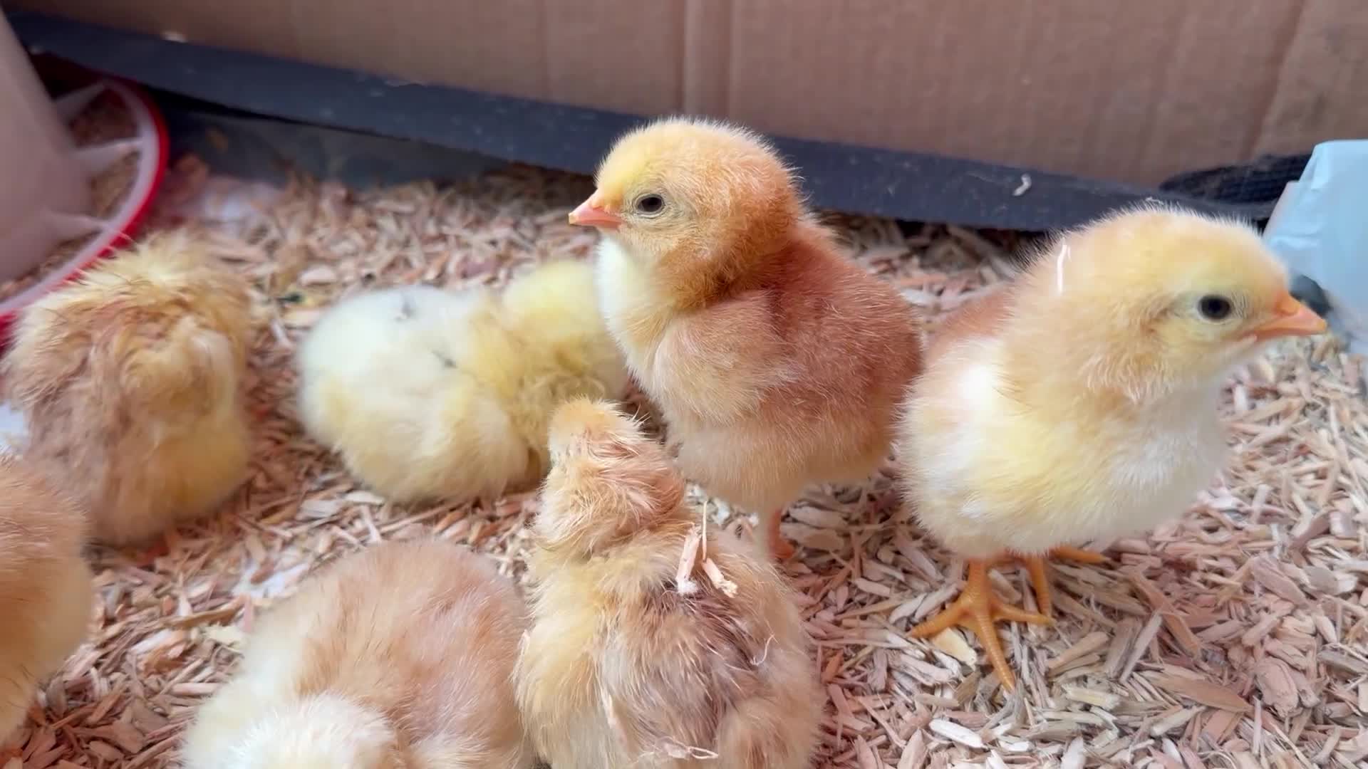 Mixed Breed poultry for sale: Day old chicks mixed breed - Video 1