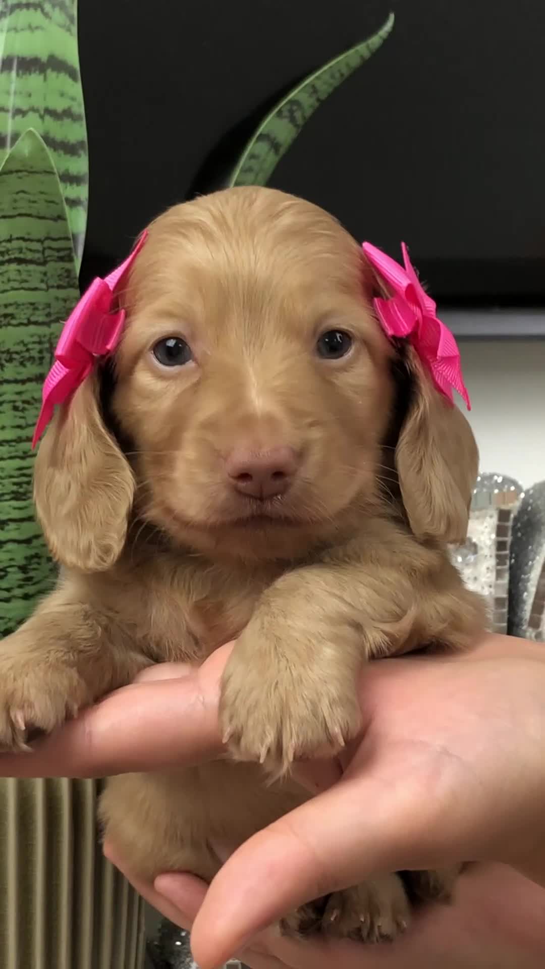 Miniature Dachshund dogs for sale: 𝕃𝕠𝕟𝕘 𝕙𝕒𝕚𝕣𝕖𝕕 𝕔𝕣𝕖𝕒𝕞 𝕡𝕦𝕡𝕡𝕚𝕖𝕤 🧸 - Video 2