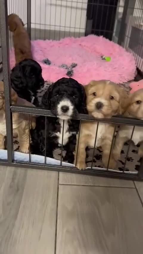Cockapoo dogs for sale: stunning cockapoos for sale - Video 1