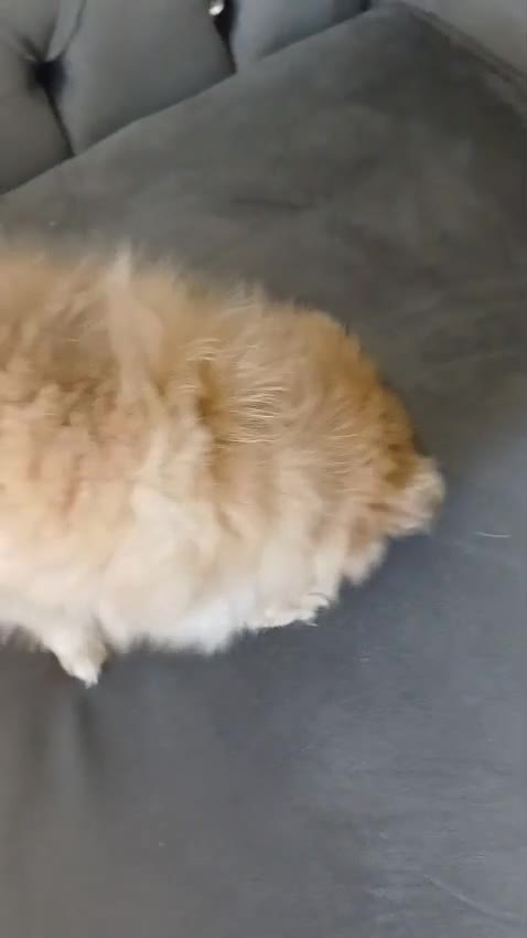 Pomeranian dogs for sale:  Adorable Pomeranian Puppies Merle, Sable & Black - Video 1