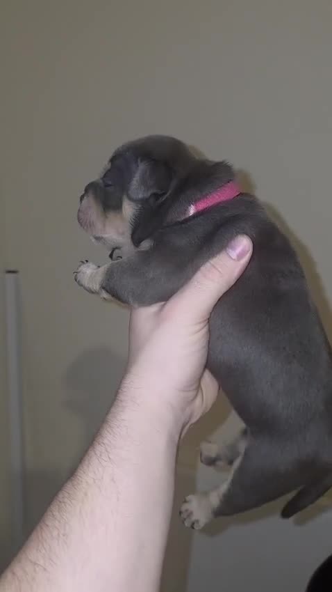 American Bully dogs for sale: Pocket bully’s for sale  in Preston - Video 1