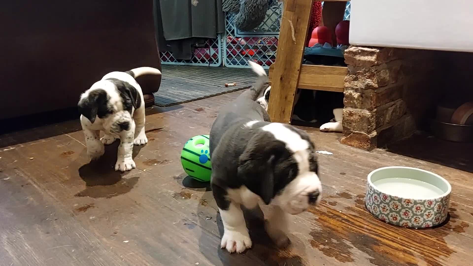 Mixed Breed dogs for sale: Adorable Bernard dane puppies for sale! in Doncaster - Video 3