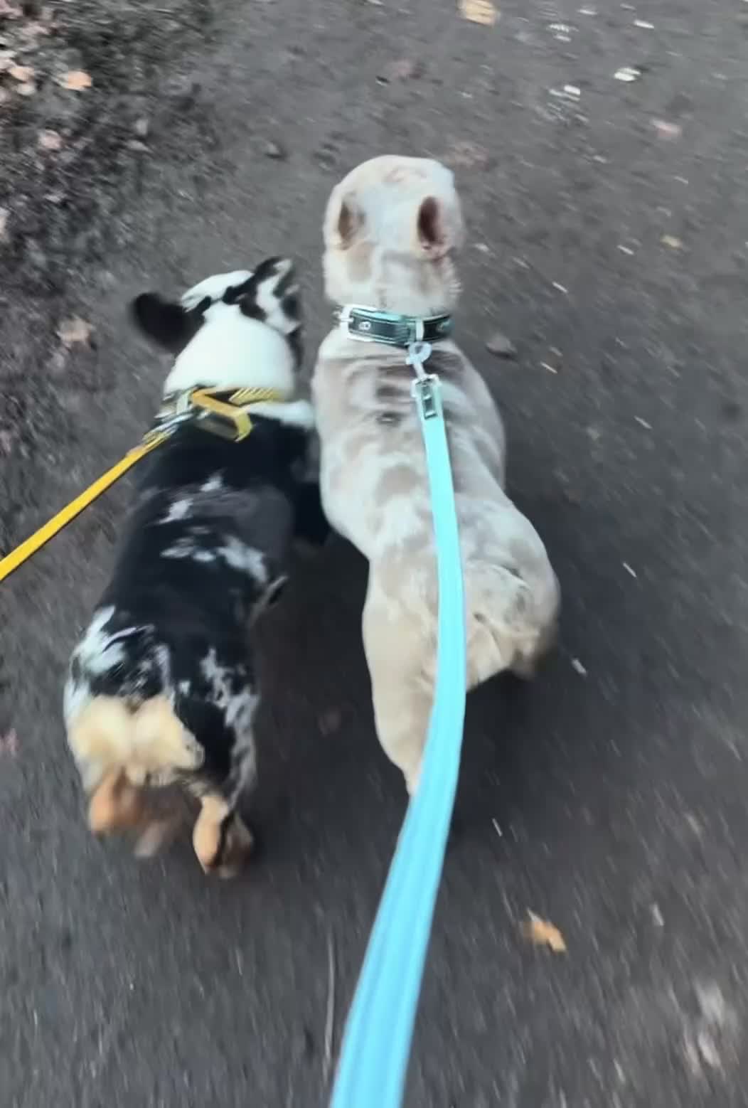 French Bulldog dogs for stud:  **  panda harlequin husky koi  - Video 1